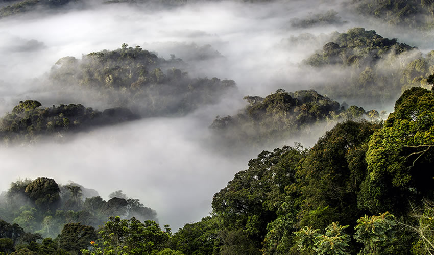 Nyungwe Forest safari featuring chimpanzee tracking, canopy walk adventure, ancient rainforest landscapes, primate encounters, and Rwanda wildlife experience