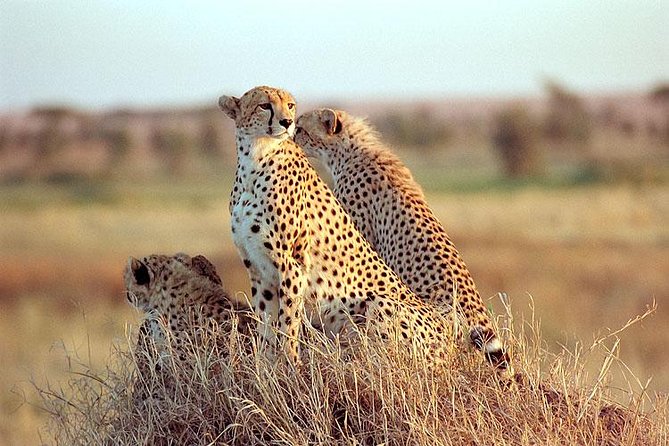 Queen Elizabeth National Park safari with wildlife and Kazinga Channel boat experience in Uganda