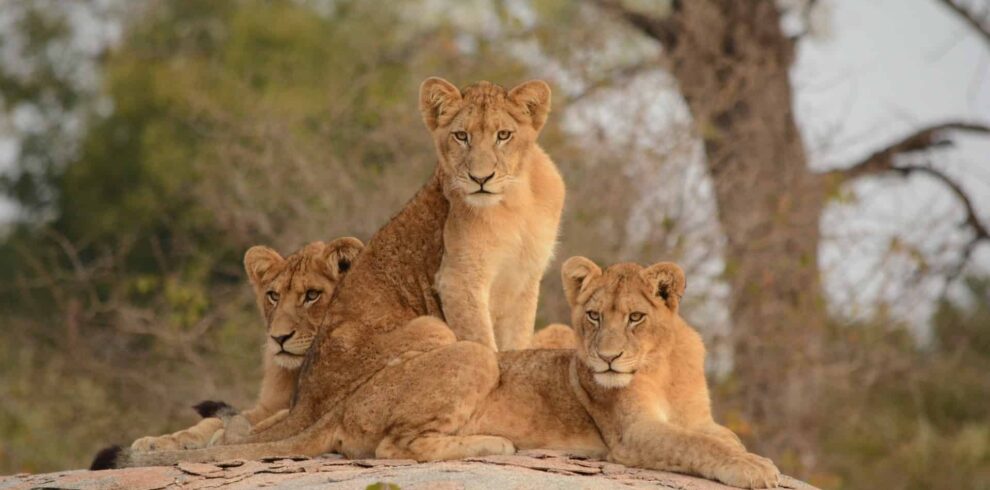 Riverside tented safari in Kruger National Park featuring scenic river landscapes, wildlife viewing, and immersive South Africa wilderness experience