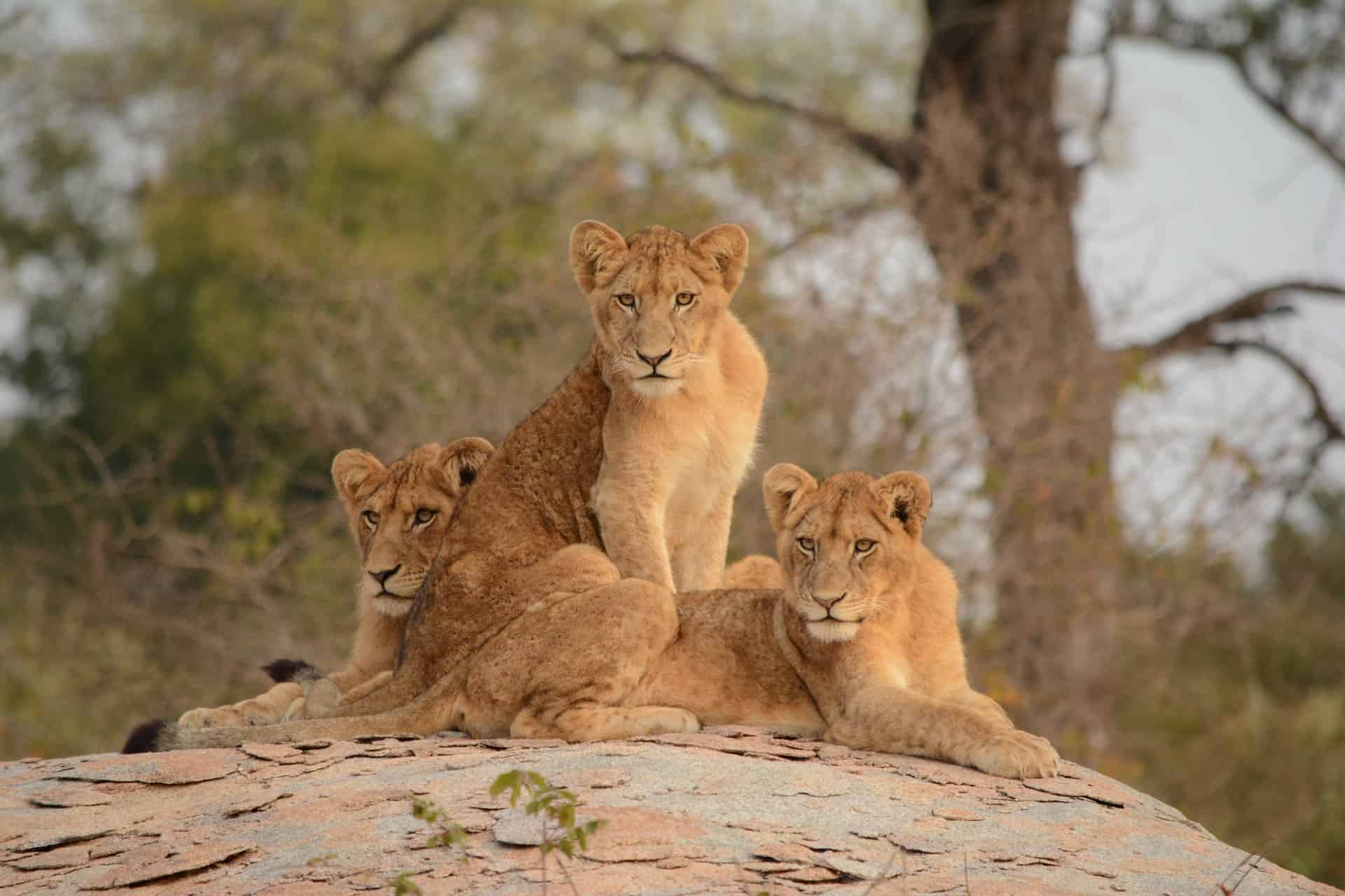 Riverside tented safari in Kruger National Park featuring scenic river landscapes, wildlife viewing, and immersive South Africa wilderness experience