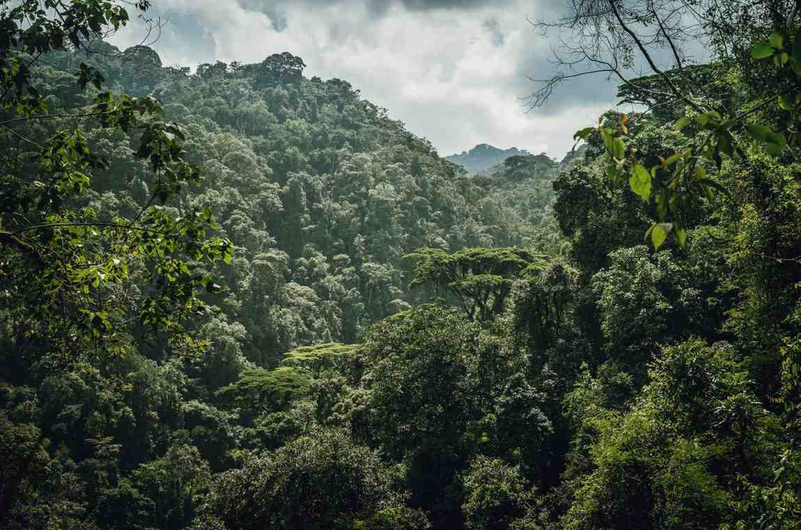 Rwanda gorilla trekking and cultural safari featuring mountain gorilla encounters, local community experiences, traditional heritage, and authentic travel moments