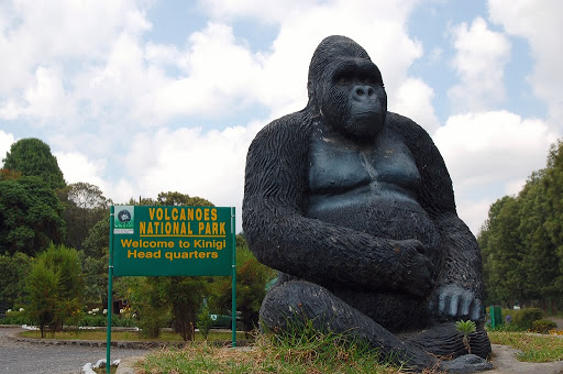 Rwanda gorilla trekking safari in Volcanoes National Park featuring mountain gorilla encounters, volcanic forests, and immersive wildlife experiences