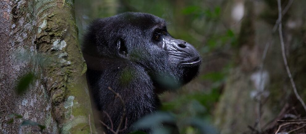 Short Rwanda gorilla trekking safari featuring mountain gorilla encounters in Volcanoes National Park, volcanic forests, and immersive wildlife experience