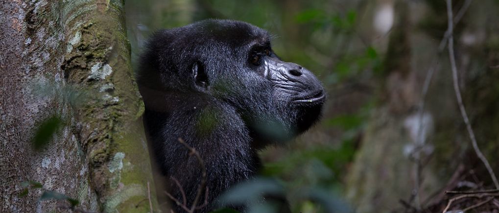 Short Rwanda gorilla trekking safari featuring mountain gorilla encounters in Volcanoes National Park, volcanic forests, and immersive wildlife experience