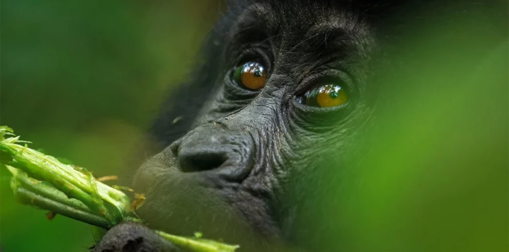 Rwanda gorilla trekking safari featuring an immersive Volcanoes National Park experience, mountain gorilla encounters, volcanic forests, and wildlife discovery