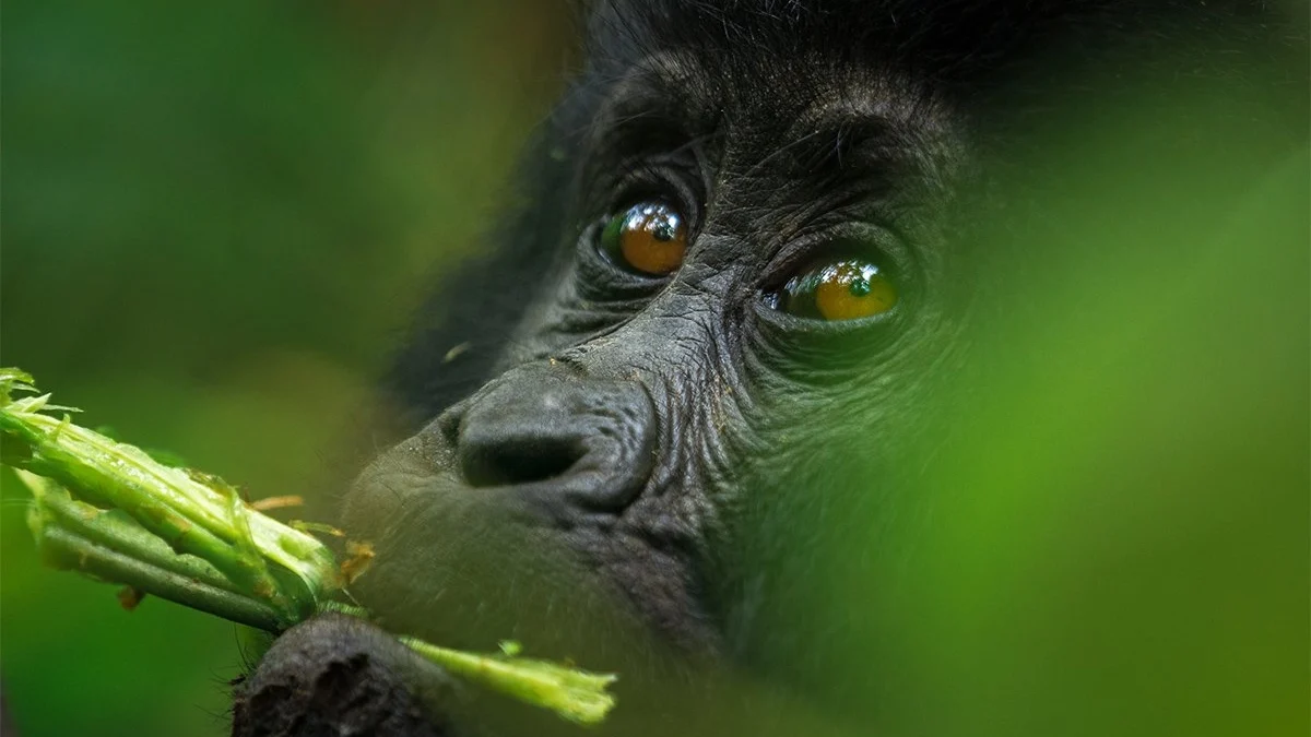 Rwanda gorilla trekking safari featuring an immersive Volcanoes National Park experience, mountain gorilla encounters, volcanic forests, and wildlife discovery