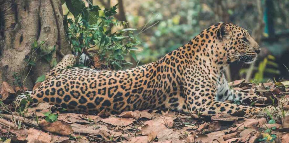 Sabi Sands safari featuring close-up Big Five wildlife encounters, private reserve game drives, leopard sightings, and authentic South African wilderness experiences