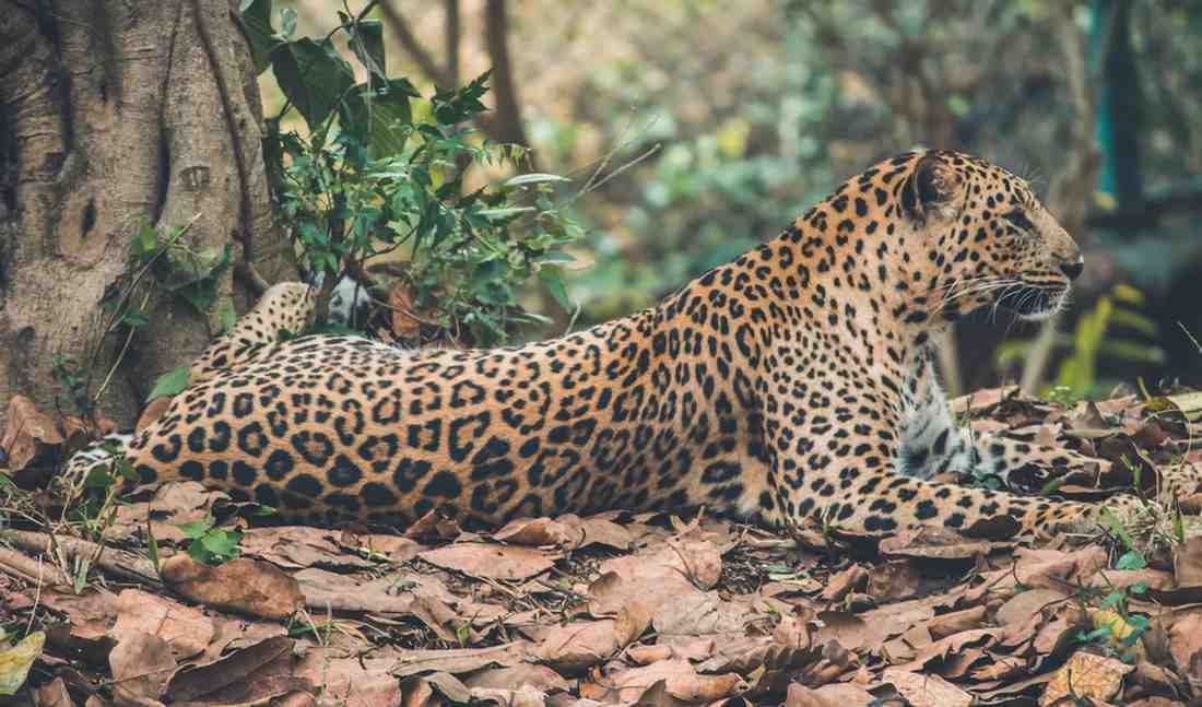 Sabi Sands safari featuring close-up Big Five wildlife encounters, private reserve game drives, leopard sightings, and authentic South African wilderness experiences
