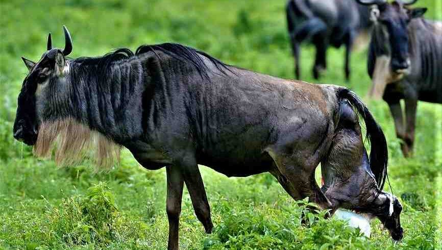 Wildebeest giving birth during the Serengeti calving season safari in Tanzania’s Ndutu and southern Serengeti ecosystem