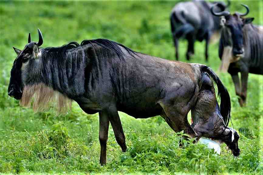 Wildebeest giving birth during the Serengeti calving season safari in Tanzania’s Ndutu and southern Serengeti ecosystem