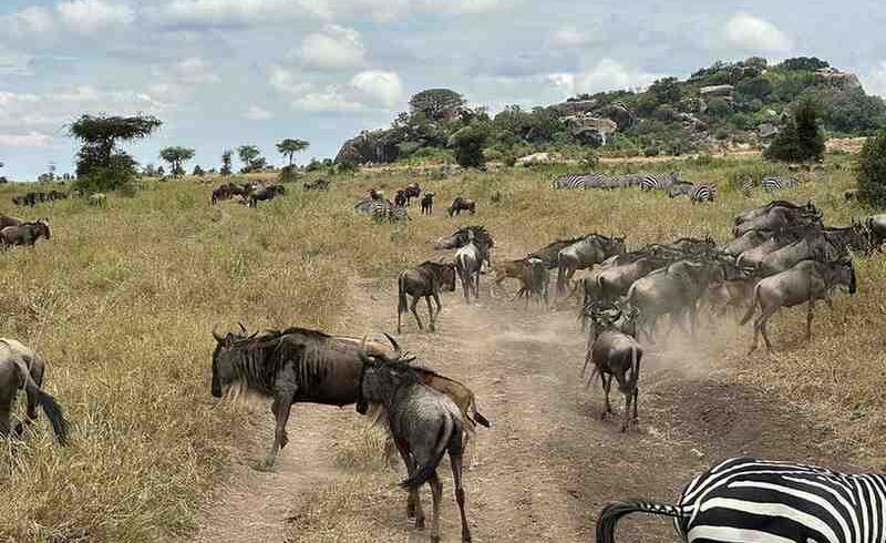 Wildebeest and zebras during the Great Migration calving season safari in Serengeti Tanzania
