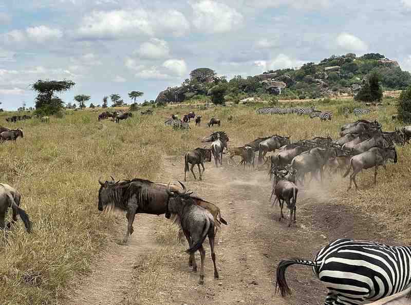 Wildebeest and zebras during the Great Migration calving season safari in Serengeti Tanzania