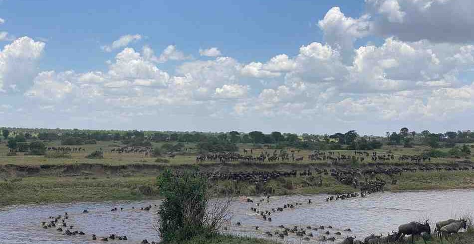 Wildebeest calving season during the Great Migration safari in Serengeti Tanzania with predators nearby