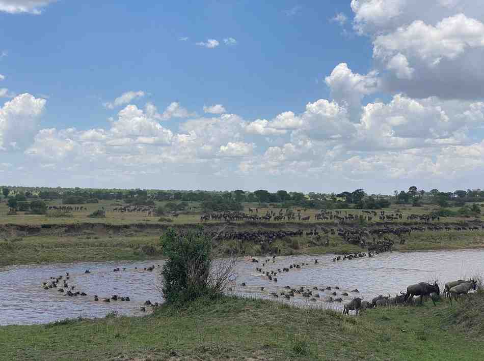Wildebeest calving season during the Great Migration safari in Serengeti Tanzania with predators nearby