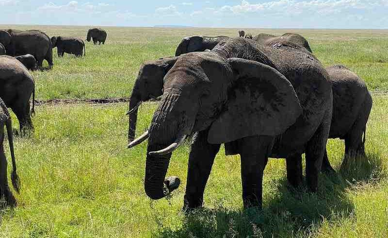 Herd of elephants walking across the Serengeti plains during a Tanzania migration safari and Big Five wildlife experience