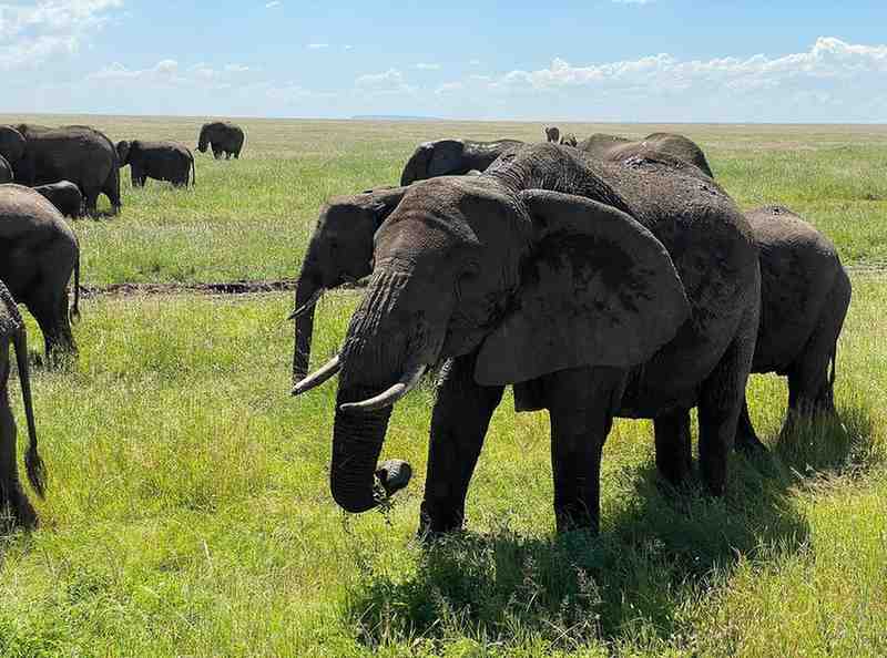 Herd of elephants walking across the Serengeti plains during a Tanzania migration safari and Big Five wildlife experience