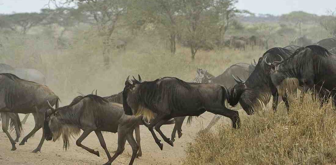 Wildebeest calves and migrating herds during the Serengeti and Ndutu calving season safari in Tanzania