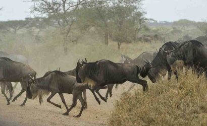 Wildebeest calves and migrating herds during the Serengeti and Ndutu calving season safari in Tanzania