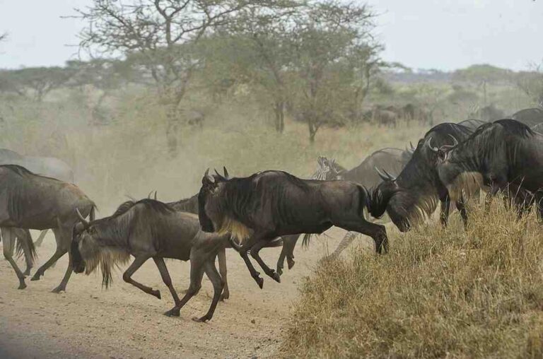 Wildebeest calves and migrating herds during the Serengeti and Ndutu calving season safari in Tanzania