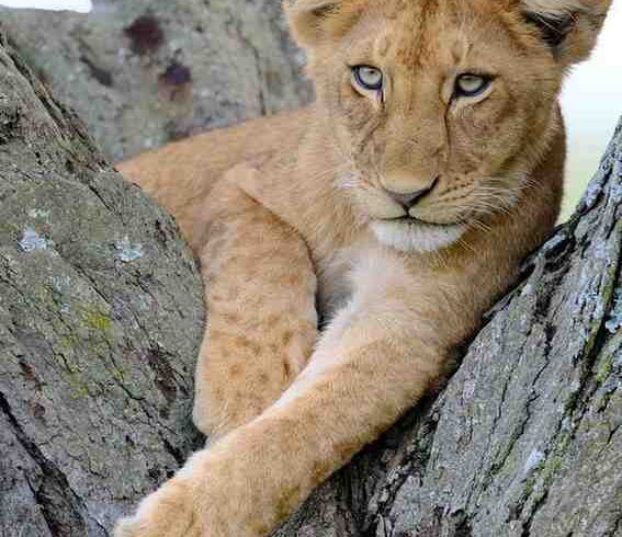 Lion resting on a tree during a Soul of Tanzania safari featuring authentic wildlife encounters in Tanzania
