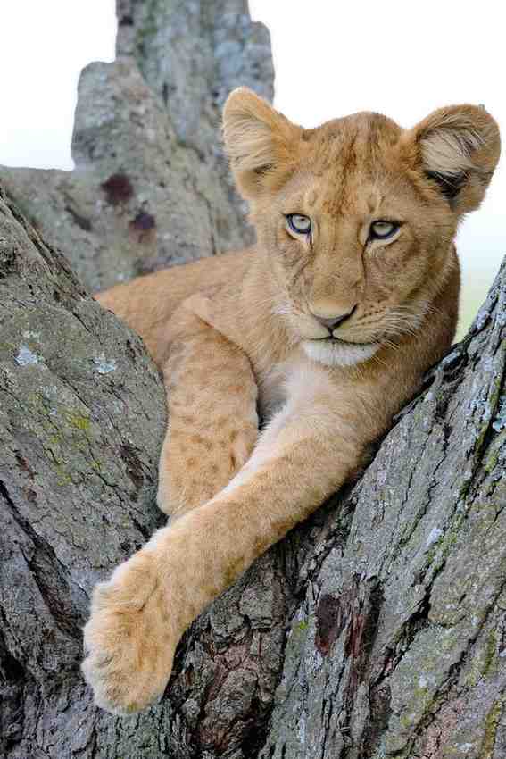 Lion resting on a tree during a Soul of Tanzania safari featuring authentic wildlife encounters in Tanzania