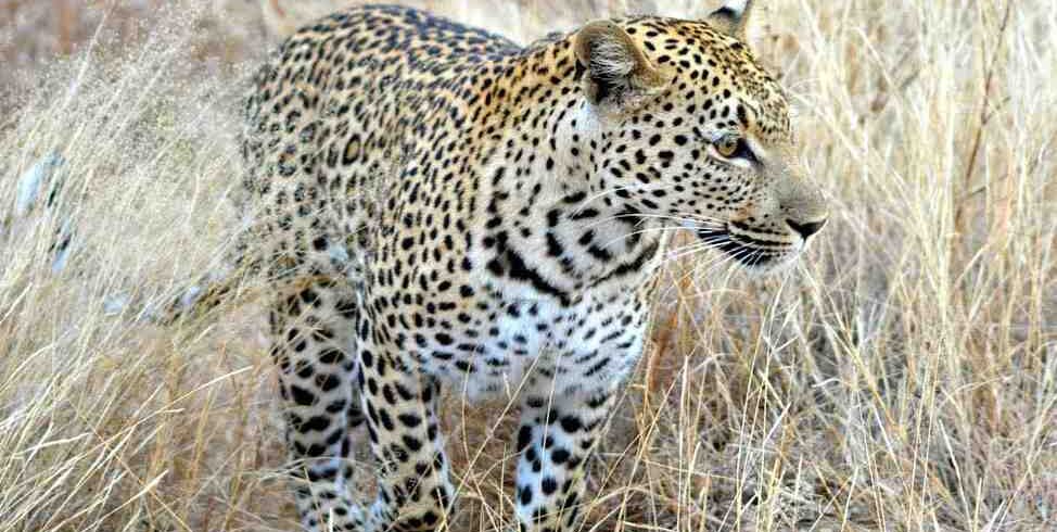 South Africa safari featuring authentic Big Five wildlife encounters, Kruger landscapes, guided game drives, and unforgettable African wilderness experiences