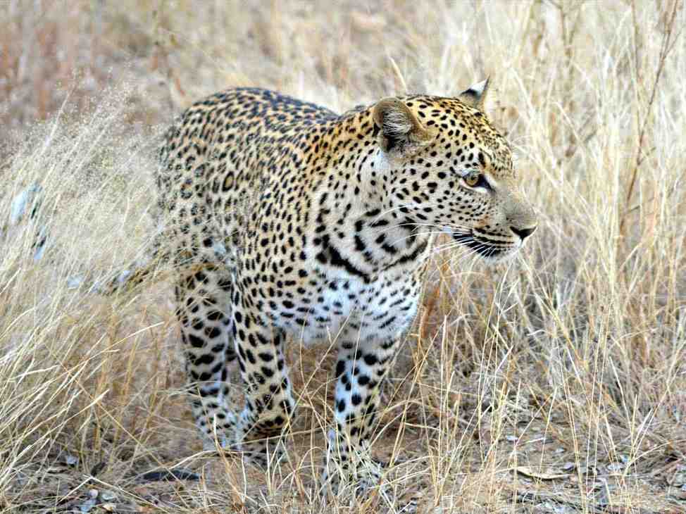 South Africa safari featuring authentic Big Five wildlife encounters, Kruger landscapes, guided game drives, and unforgettable African wilderness experiences
