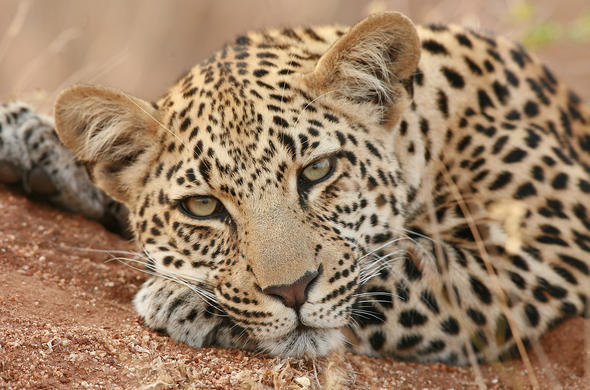 South Africa safari featuring Big Five wildlife encounters, private reserve landscapes, guided game drives, and authentic wilderness experiences