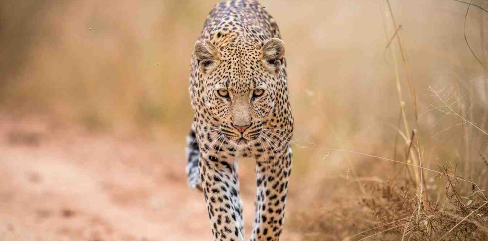 South Africa safari featuring classic Big Five wildlife encounters, open savannah landscapes, guided game drives, and authentic African wilderness experiences
