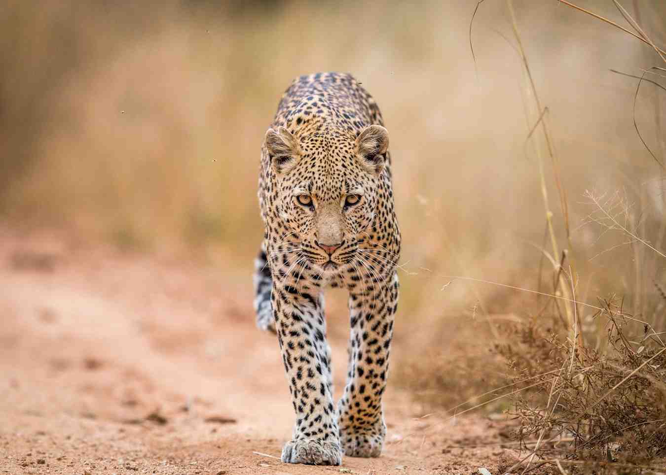 South Africa safari featuring classic Big Five wildlife encounters, open savannah landscapes, guided game drives, and authentic African wilderness experiences