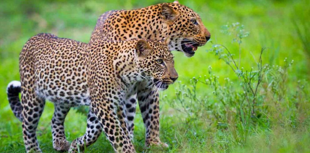 South Luangwa Safari in Zambia featuring wildlife encounters, walking safari landscapes, and a short escape into one of Africa’s top national parks