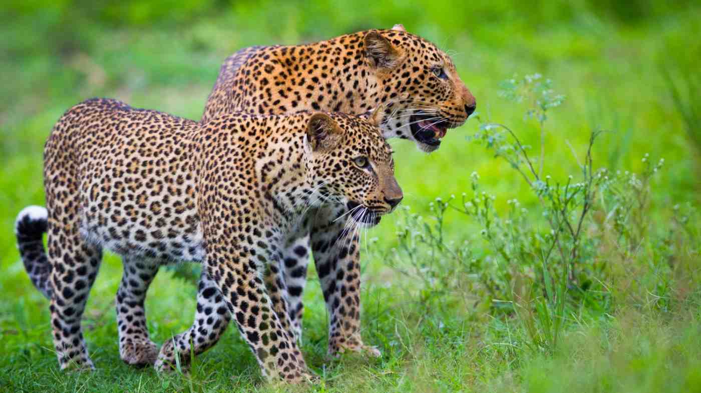 South Luangwa Safari in Zambia featuring wildlife encounters, walking safari landscapes, and a short escape into one of Africa’s top national parks