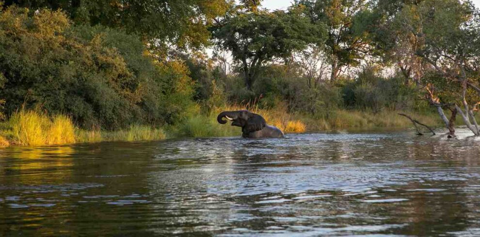 South Luangwa and Zambezi Valley safari featuring remote wildlife, river landscapes, walking safaris, and authentic Zambia wilderness experiences