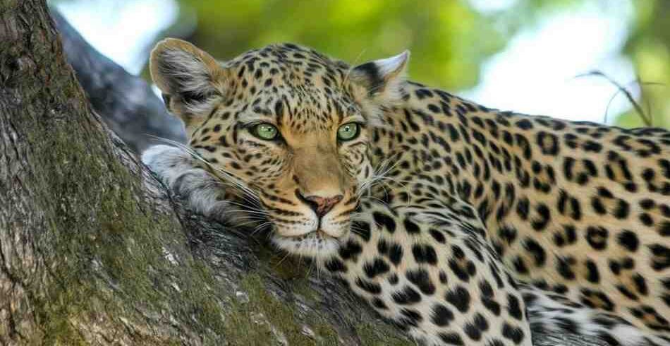 Off-peak Tanzania safari adventure with wildlife viewing in uncrowded national parks and peaceful African wilderness landscapes