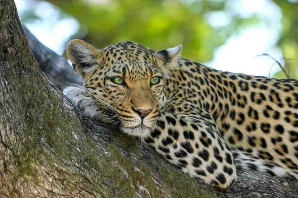 Off-peak Tanzania safari adventure with wildlife viewing in uncrowded national parks and peaceful African wilderness landscapes