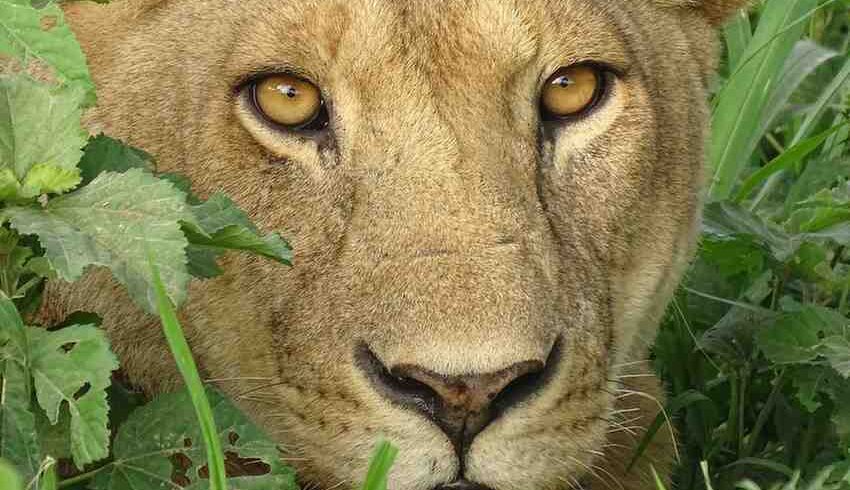 Close-up view of a lion in the Serengeti during a private Tanzania wilderness safari experience