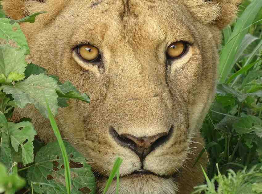 Close-up view of a lion in the Serengeti during a private Tanzania wilderness safari experience