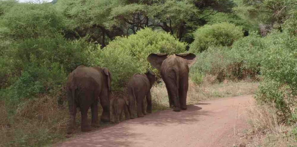 Wildlife safari in Tanzania featuring Serengeti plains, Ngorongoro Crater, Tarangire elephants, and Lake Manyara landscapes