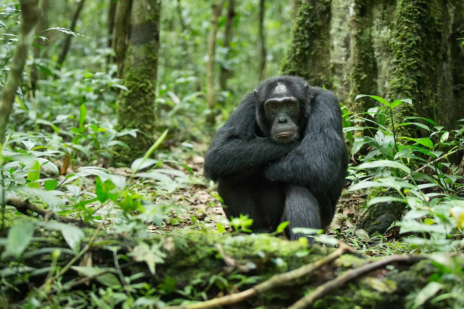 Uganda adventure safari combining white water rafting on the Nile River with gorilla trekking and primate tracking experiences