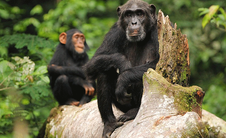 Uganda gorilla and chimpanzee safari featuring primate tracking in Bwindi and Kibale forests, rainforest landscapes, and authentic wildlife encounters