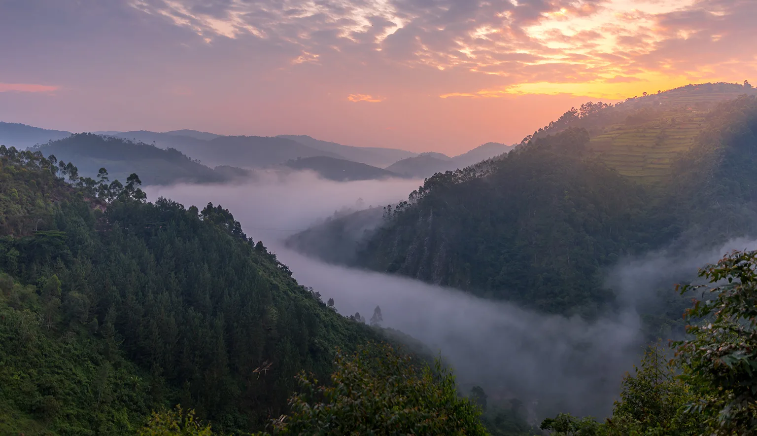 Mountain gorilla trekking expedition in Bwindi Impenetrable Forest Uganda with an intimate wildlife encounter