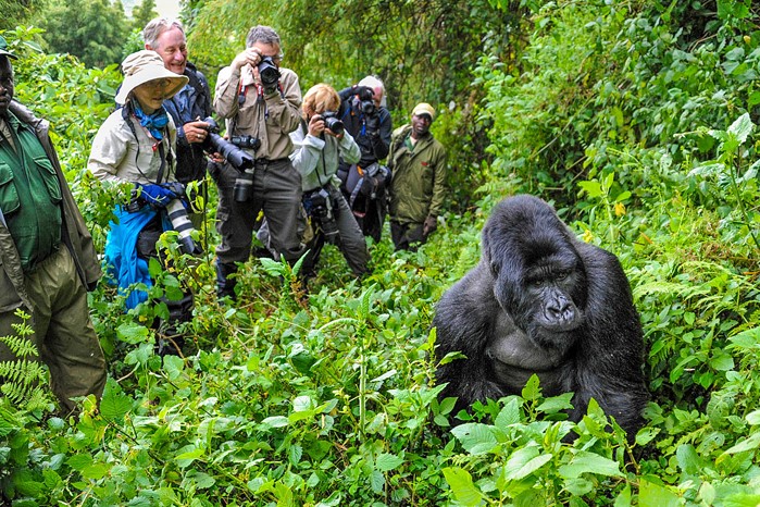 Uganda gorilla trekking safari featuring mountain gorilla encounters in Bwindi Impenetrable Forest, rainforest landscapes, and close-up wildlife experiences