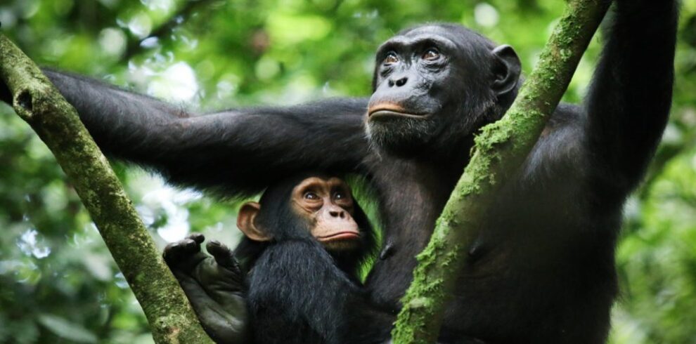 Mountain gorilla trekking safari in Bwindi Impenetrable Forest Uganda with rainforest wildlife experience