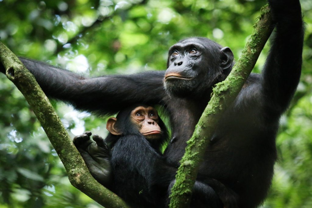 Mountain gorilla trekking safari in Bwindi Impenetrable Forest Uganda with rainforest wildlife experience