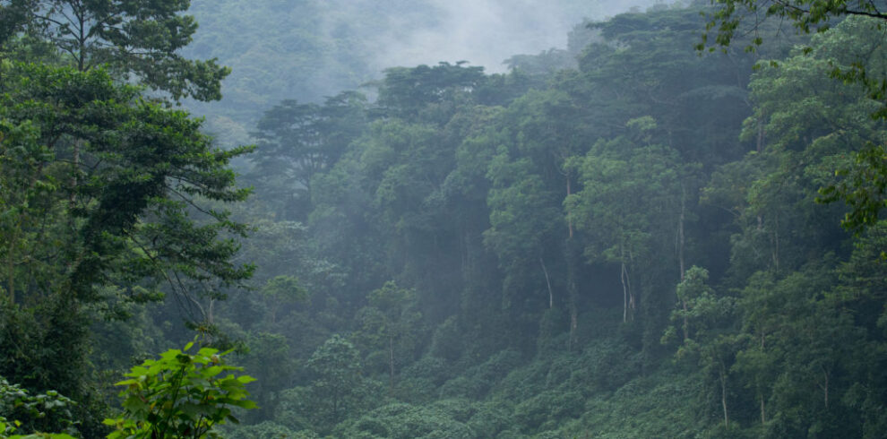 Mountain gorilla trekking experience in Bwindi Impenetrable Forest and chimpanzee tracking in Kibale National Park Uganda