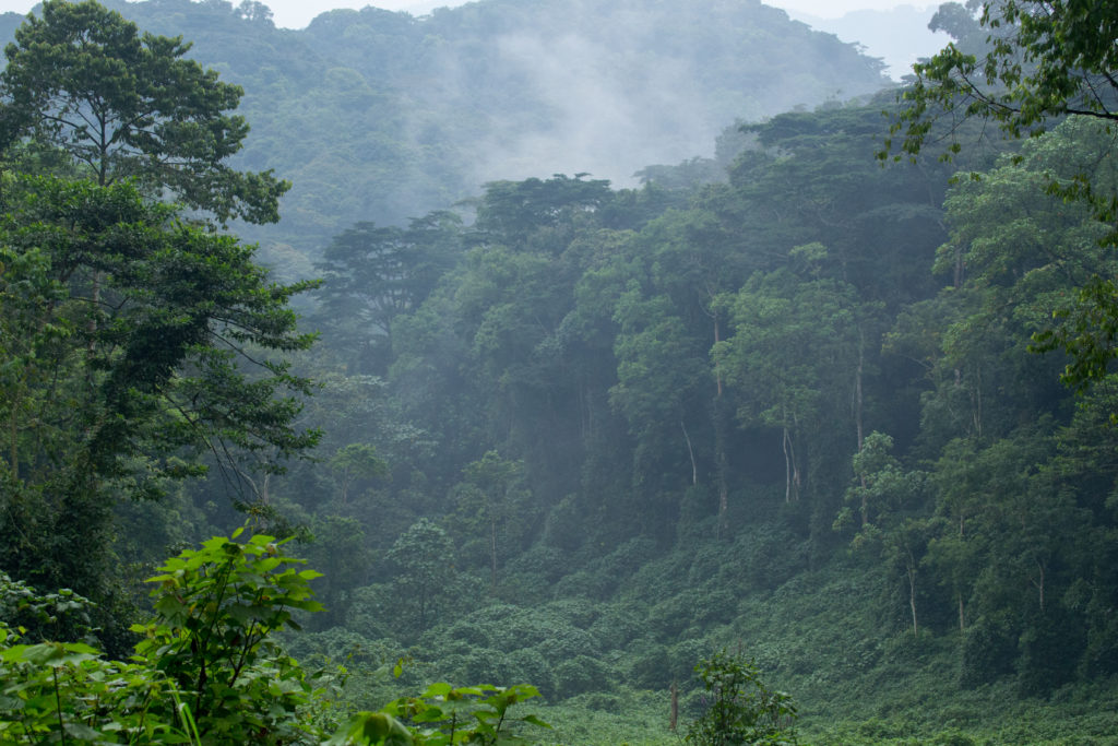 Mountain gorilla trekking experience in Bwindi Impenetrable Forest and chimpanzee tracking in Kibale National Park Uganda