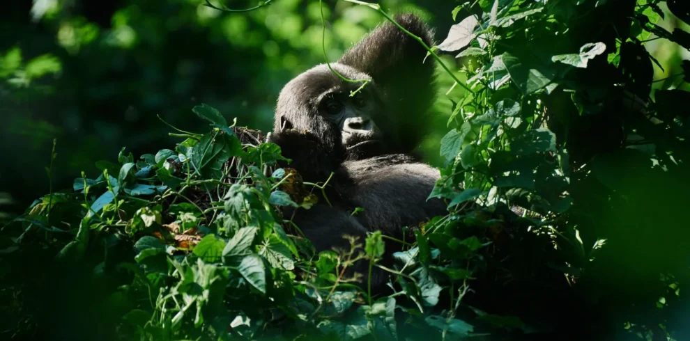 Uganda primate safari featuring mountain gorilla trekking in Bwindi Forest and chimpanzee tracking in Kibale National Park