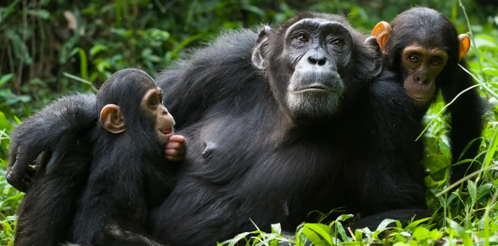 Uganda primates safari featuring mountain gorillas, chimpanzees, and forest wildlife in ancient rainforest ecosystems
