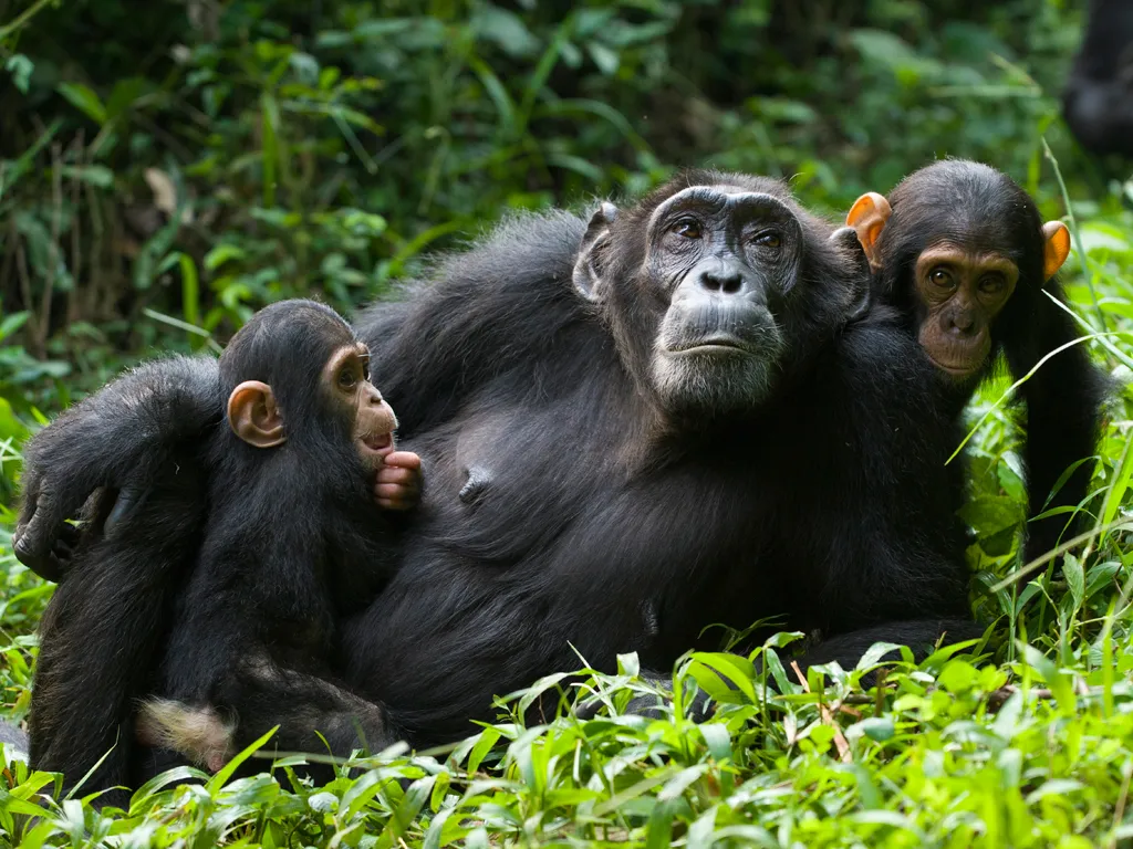 Uganda primates safari featuring mountain gorillas, chimpanzees, and forest wildlife in ancient rainforest ecosystems