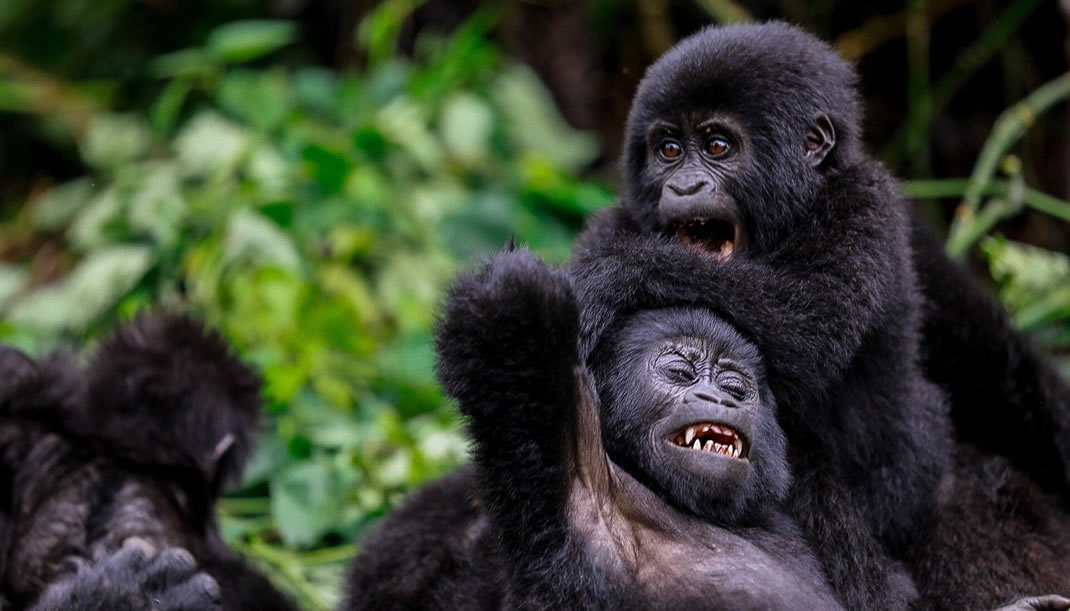 Gorilla fly-in safari in Uganda featuring Bwindi gorilla trekking, scenic aerial flights, rainforest landscapes, and mountain gorilla encounters